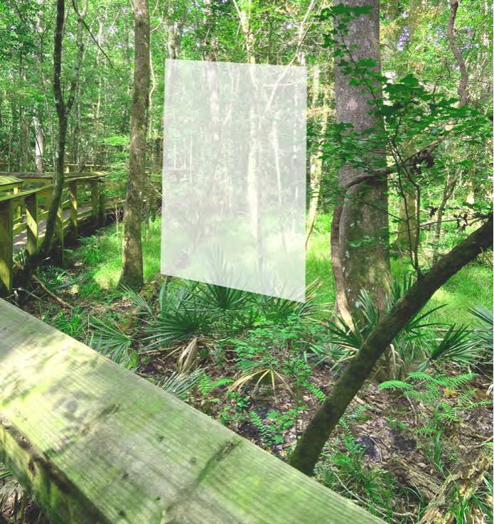 White square in green forest